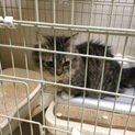 甘えん坊の短足ちゃん