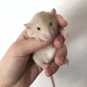 ファンシーラットの里親さん募集