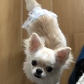 0歳のクリームチワワ女の子です