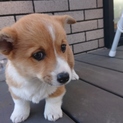 【里親決まりました】コーギーのメス里親募集
