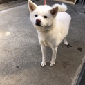 可愛い秋田犬の女の子