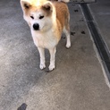 可愛い秋田犬の女の子