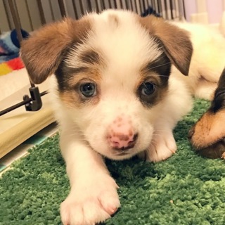 コロコロ ふわふわ 1ヶ月 女の子