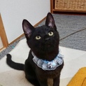 甘えん坊の黒猫君