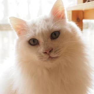 【2/3東日本橋】穏やかな超毛白猫紳士♡ユッキー君