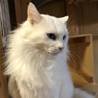 【2/3東日本橋】穏やかな超毛白猫紳士♡ユッキー君 サムネイル2