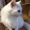 【2/3東日本橋】穏やかな超毛白猫紳士♡ユッキー君 サムネイル4
