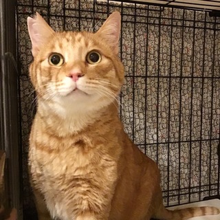 【ちゃー】大大大きくて優しい男の子