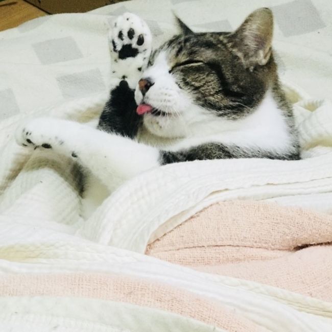 honeybeigeのカバー写真
