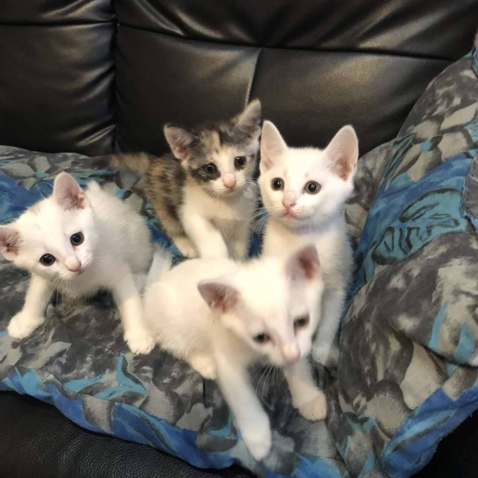 パン（雪）のカバー写真