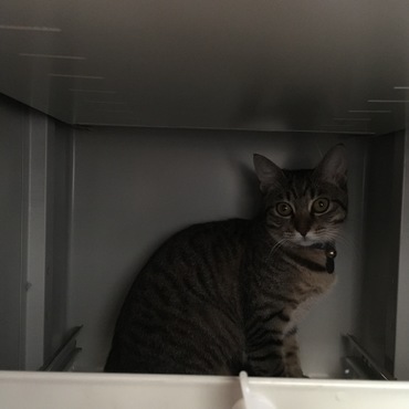 まだ来たばかりの頃は、一緒に会社に出勤してましたよ