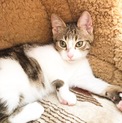アメショ柄元気で甘えたさんの子猫