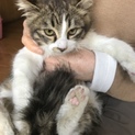 久留米/長毛キジ白♂里親募集中