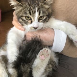 久留米/長毛キジ白♂里親募集中