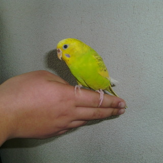 手乗りインコ　生後1年7か月　メス