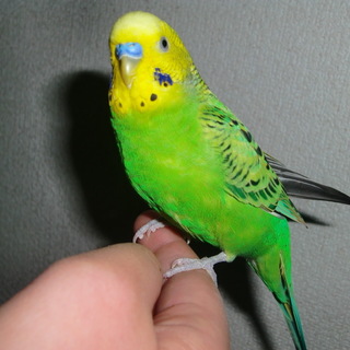 手乗りインコ　生後1年7か月　オス