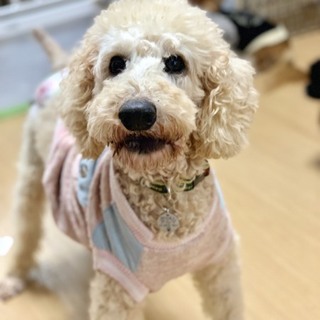 穏やかでのんびりタイプ愛くるしいモコちゃん♀