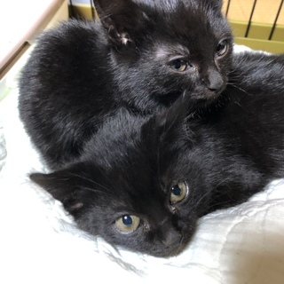 黒の子猫2匹里親募集です。