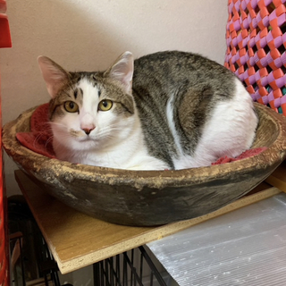 スッキリハンサムなキーゴ君