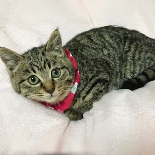 １匹で現れたこころちゃん約２か月