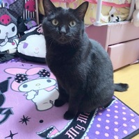 直子