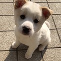 【保健所引き出し】カワイイ子犬です❣️