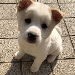 【保健所引き出し】カワイイ子犬です❣️