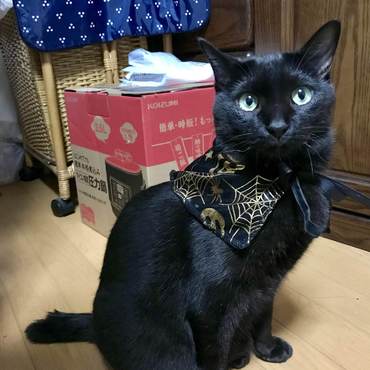 洋服着れます！