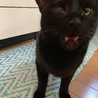 前歯が無いにゃぁ