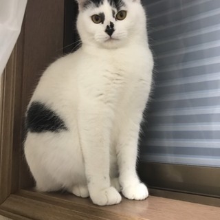 キリッ！とした歌舞伎男子えびぞうくん9ヵ月