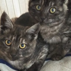 「これが同じママの子？！パパが違うのね(笑)」サムネイル1