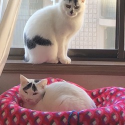 「これが同じママの子？！パパが違うのね(笑)」サムネイル2