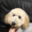 里親募集です！