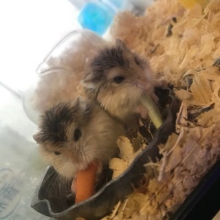 ロボロフスキーハムスター(回し車、水飲み付き)