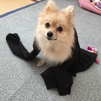 きなこ