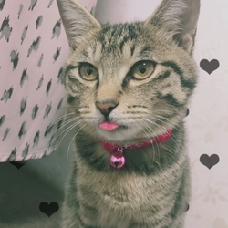 ららちゃん