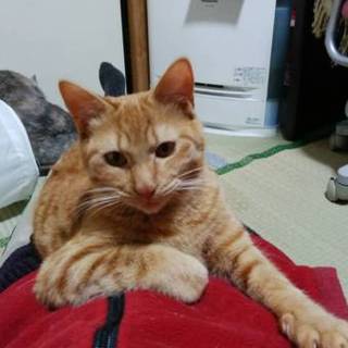 日向、里親さま決定！ありがとうございます♡