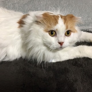 長毛でモッフモフ2歳のスコティッシュフォールド