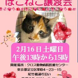 【譲渡会動画有り】動物病院でのほごねこ譲渡会 サムネイル1