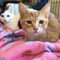 【譲渡会動画有り】動物病院でのほごねこ譲渡会 サムネイル2