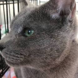 【譲渡会動画有り】動物病院でのほごねこ譲渡会 サムネイル3