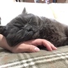 あさりん。