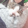 いけよう