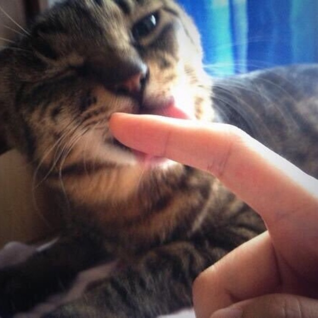 いけようのカバー写真