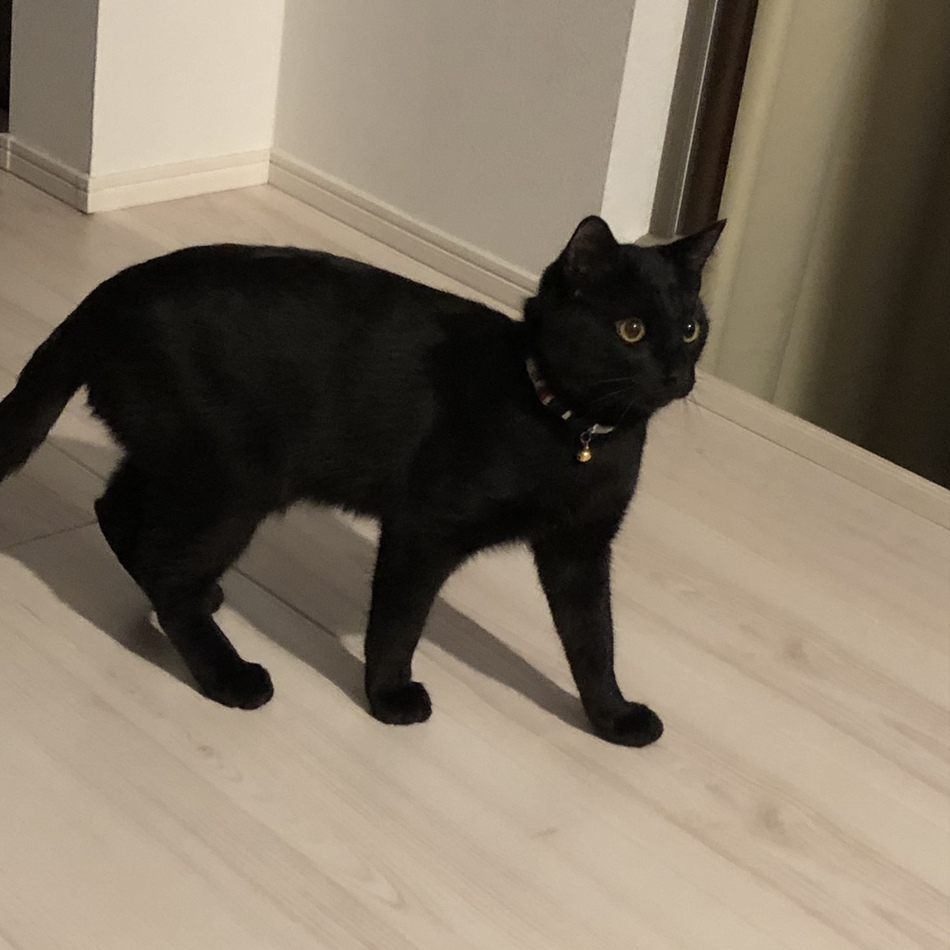 エルのカバー写真