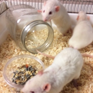 ファンシーラットの里親様募集