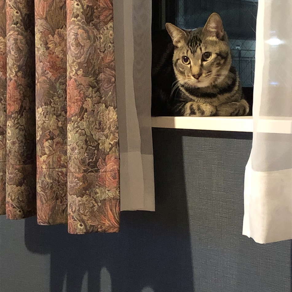 ジェイクのカバー写真