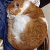 ぽにょたん