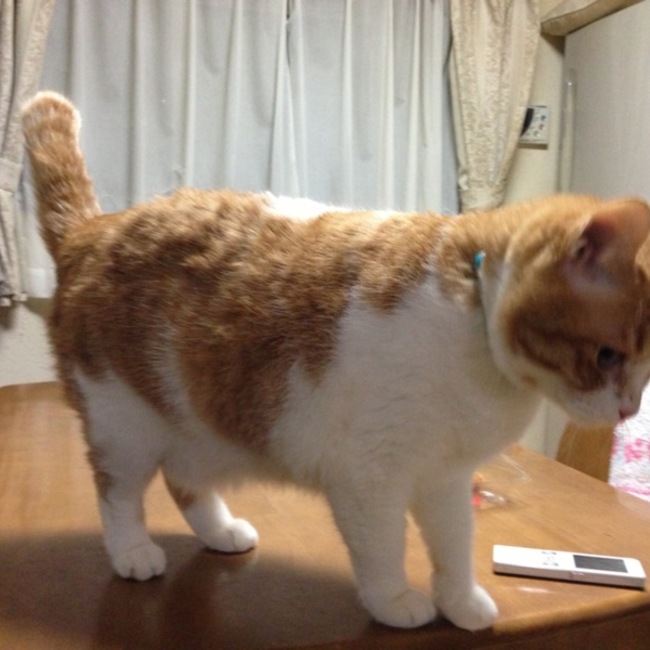 ぽにょたんのカバー写真