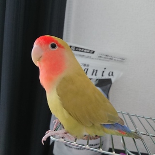 コザクラインコ里親募集